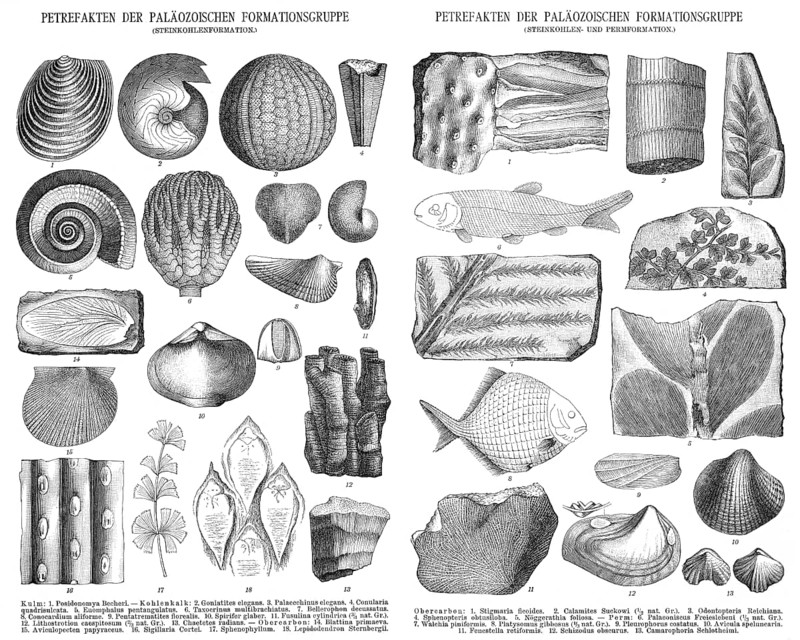 Various fossils