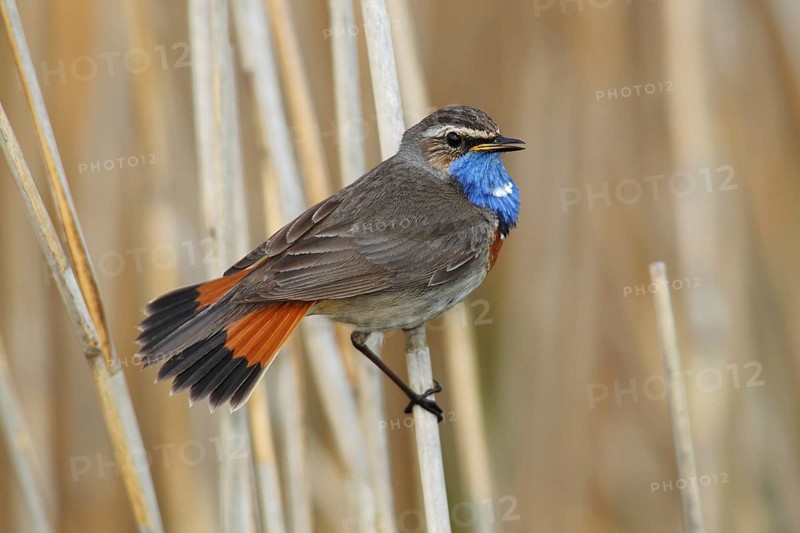 Bluethroat (Luscinia svecica cyanecula) displaying male perched on reed