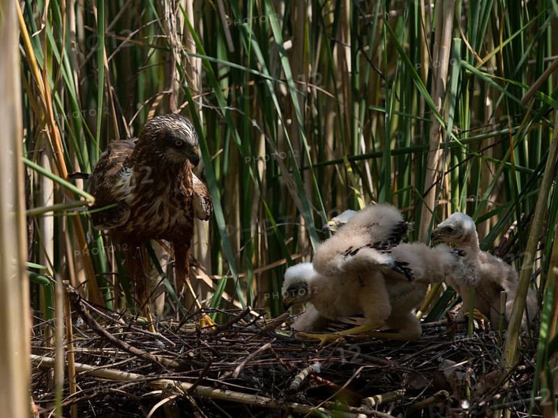 Western marsh harrier (Circus aeruginosus) with chicks in the nest