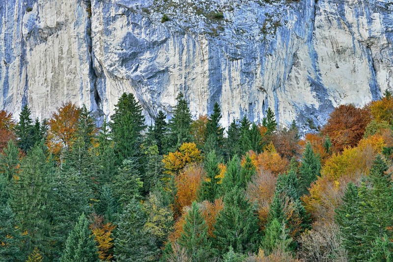 Colourful autumn forest in front of a rock face