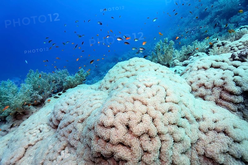 Big grape coral (Plerogyra sinuosa) on steep drop