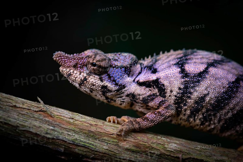 Rhinoceros chameleon (Furcifer rhinoceratus)