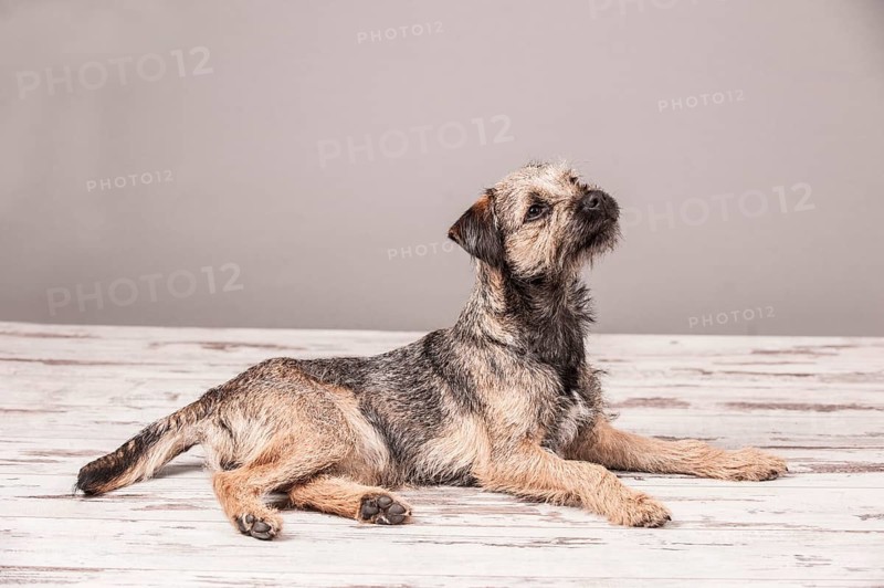 Border Terrier