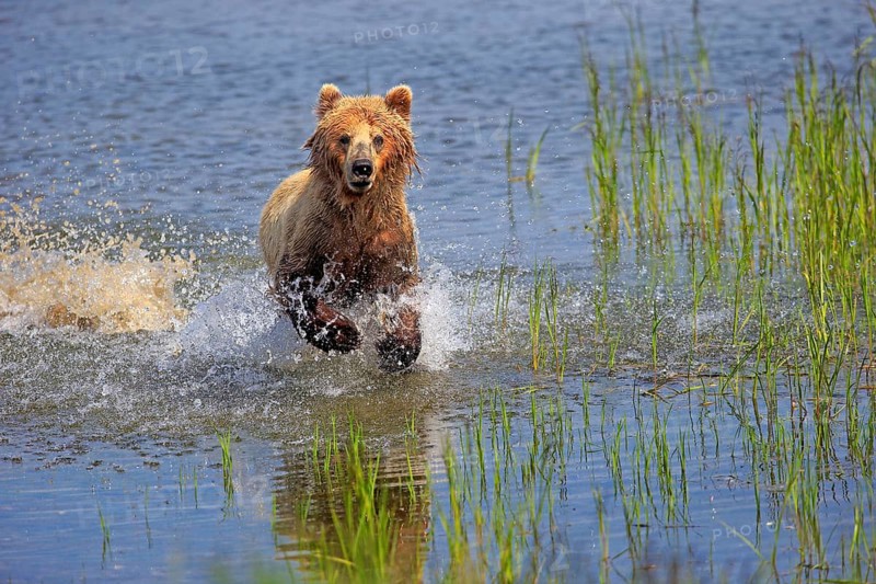 Grizzly Bear (Ursus arctos horribilis) adult