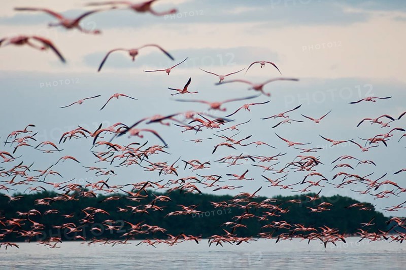 American Flamingos (Phoenicopterus ruber)