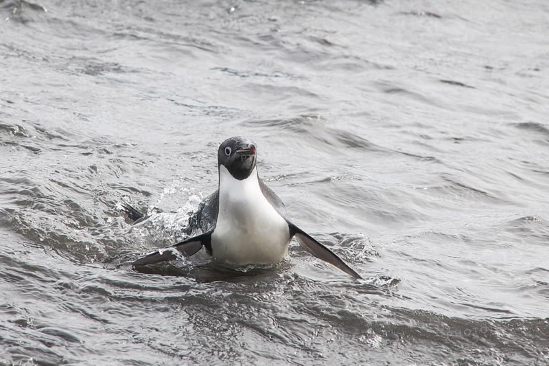 Adelie Penguin (Pygoscelis adeliae) leaving the water