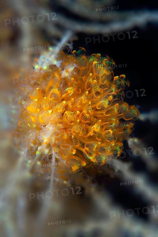 Ascidian Sea Squirt (Pycnoclavella detorta)
