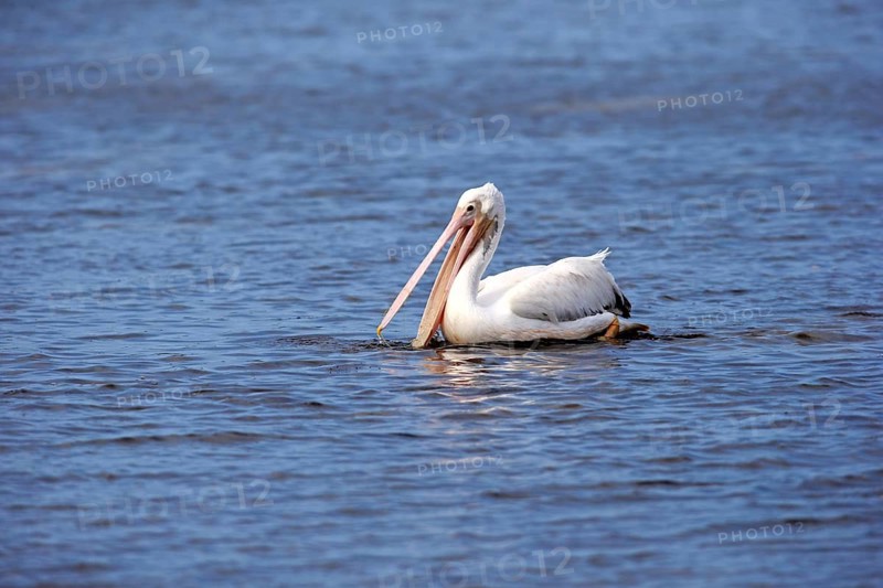American American White Pelican (Pelecanus erythrorhynchos)