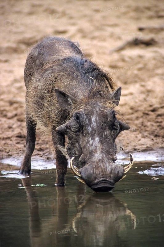 Warthog (Phacochoerus aethiopicus)