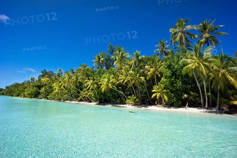 Lagoon with a sandy beach and palm trees