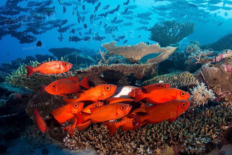 School of Lunar-tailed Bigeye or Moontail Bullseye (Priacanthus hamrur) in a coral reef
