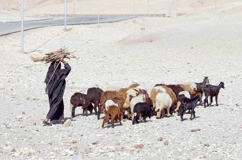 Bedouin woman with herd of goats