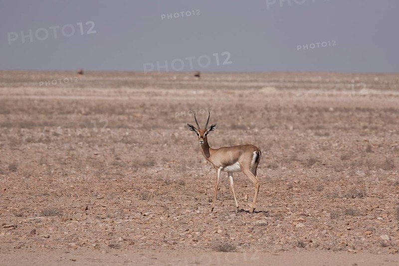 Arabian Oryx (Oryx leucoryx)