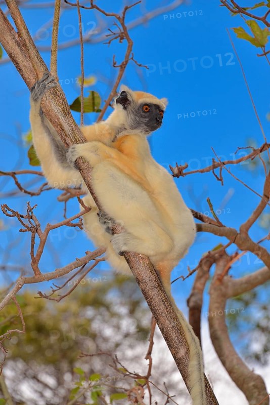 Golden-crowned sifaka(Propithecus tattersalli)