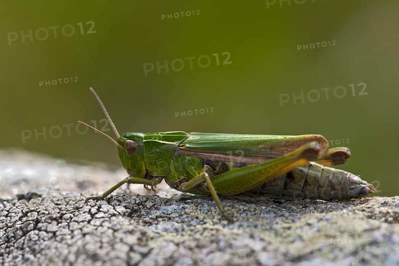 Common Green Grasshopper (Omocestus viridulus)