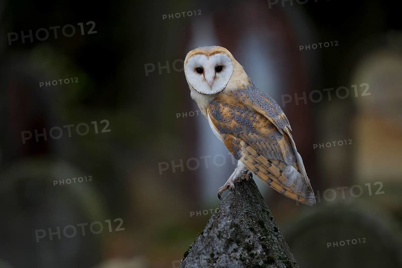 Barn Owl (Tyto alba) on a grave stone