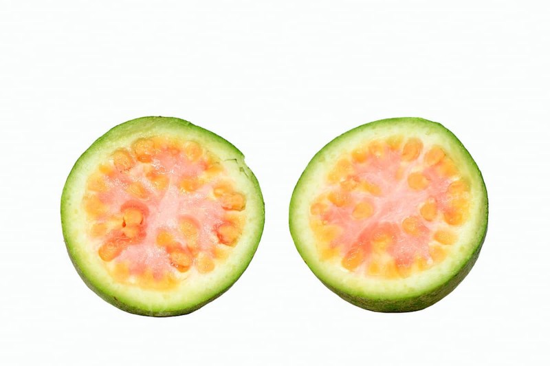 Apple Guava or Common Guava (Psidium guajava)