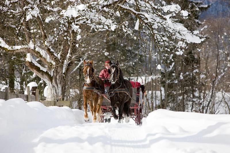 Sleigh with Welsh ponies in winter