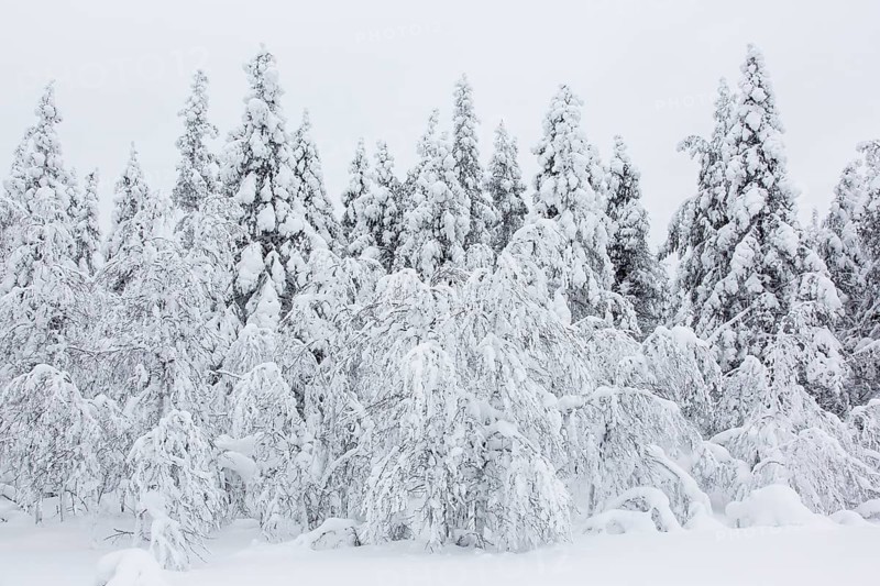 Snow-covered trees