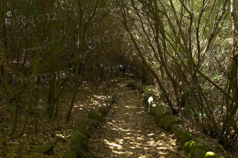 Laurel forest in the Parque Cultural La Zarza