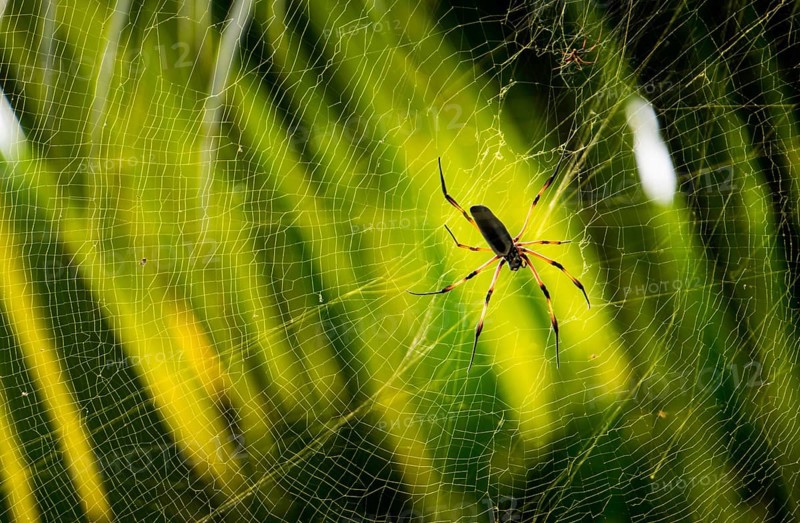 Red-legged Golden Orb-web Spider (Nephila inaurata)