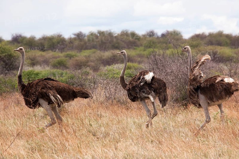 Common Ostrich (Struthio camelus)