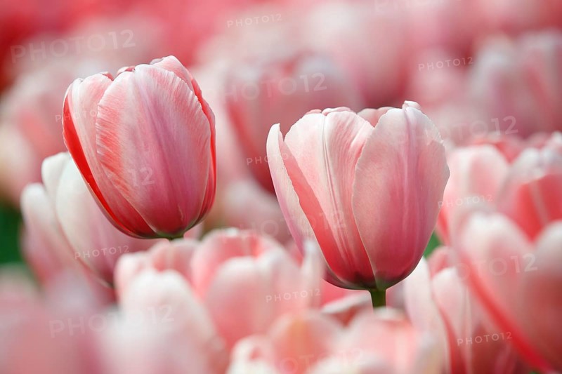 Blossoming pink tulips
