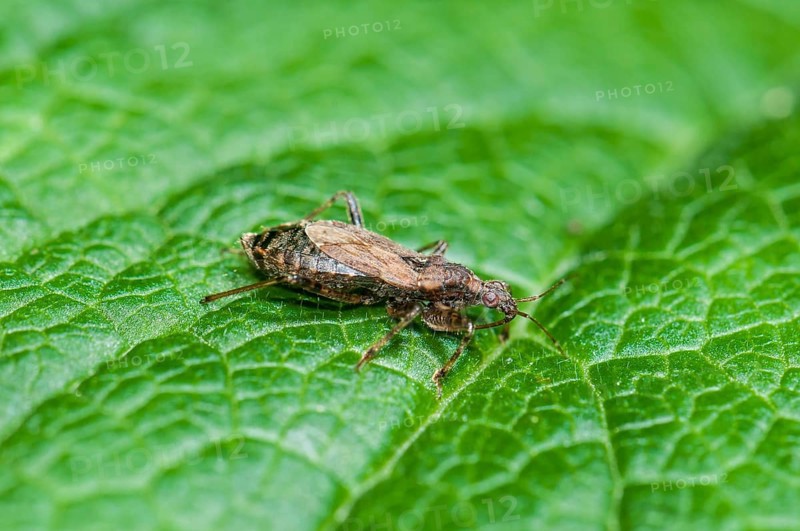 Ant Damsel Bug (Himacerus mirmicoides)