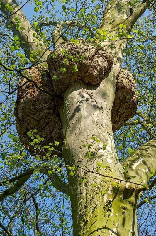 London Plane (Platanus x hispanica