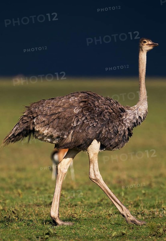 Ostrich (Struthio camelus) against a dark stormy sky