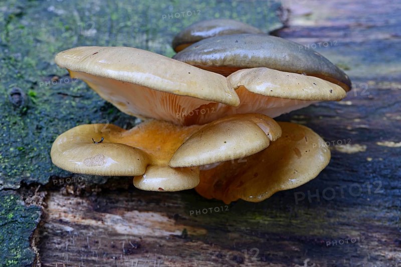 Flat Crep (Crepidotus applanatus)