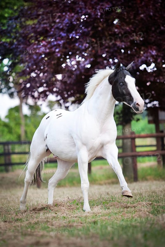 Paint Horse