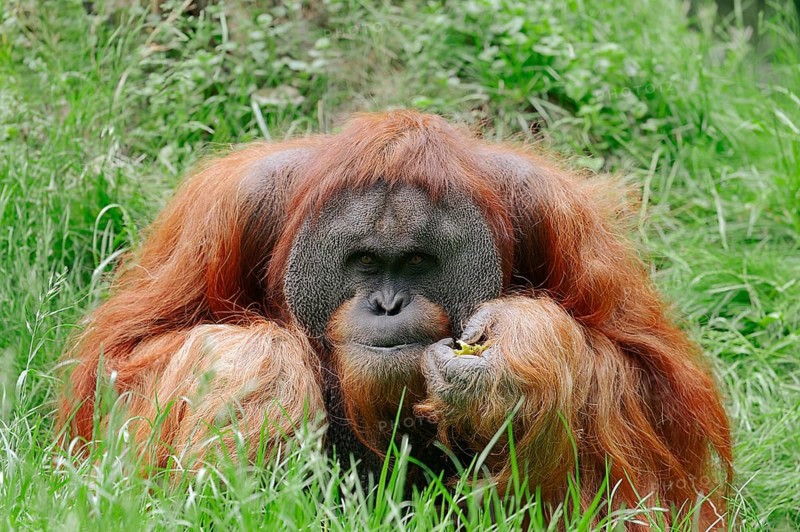 Sumatran Orangutan (Pongo pygmaeus abelii