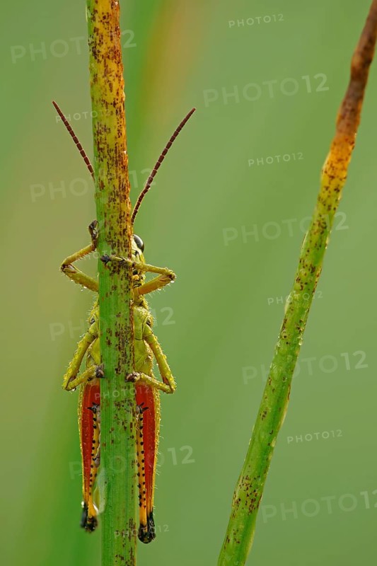 Large Marsh Grasshopper (Mecostethus grossus)