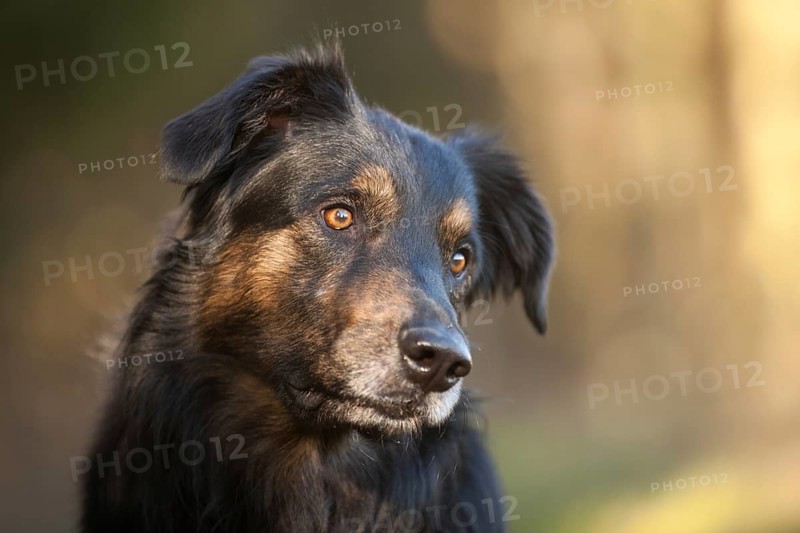 German Shepherd half breed