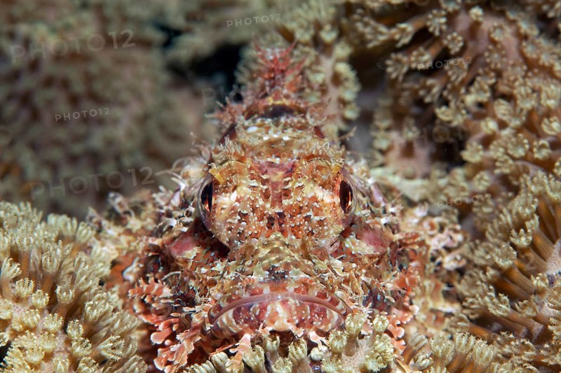 Bearded scorpionfish (Scorpaenopsis barbata) hidden amongst leathery corals (Alcyoniidae)
