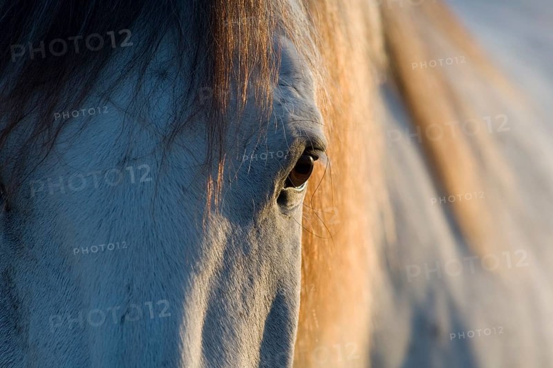 Lusitano horse