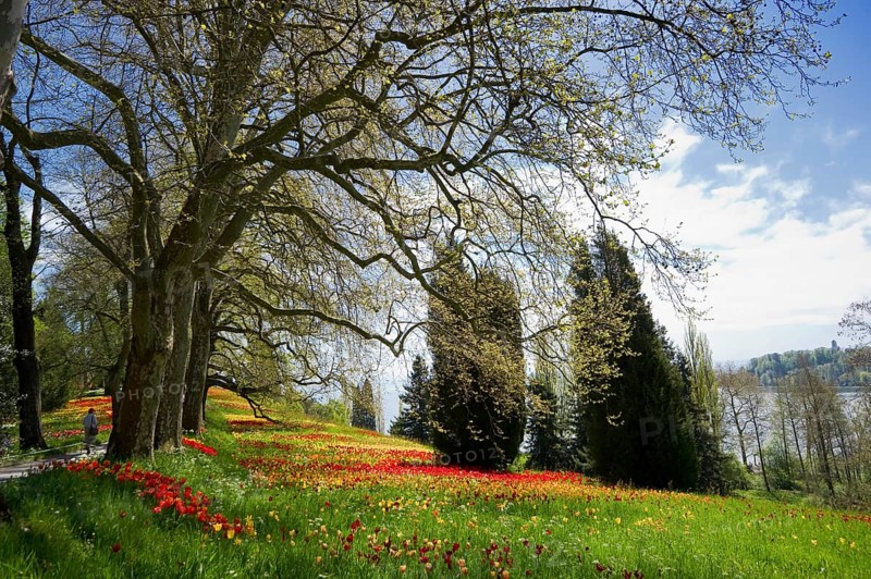 Colourful spring meadow with daffodils and tulips
