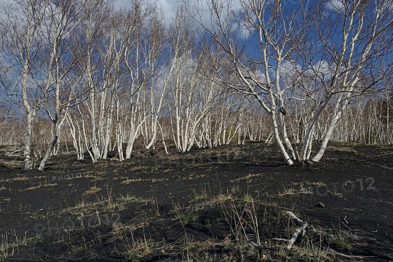Etna Birches (Betula aetnensis)