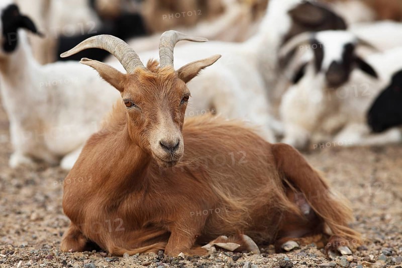 Brown Cashmere Goat (Capra hircus laniger) Gurvansaikhan Gobi National Park