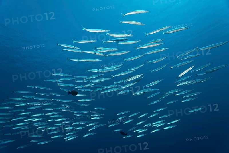 Battery of Obtuse Barracudas (Sphyraena obtusata)