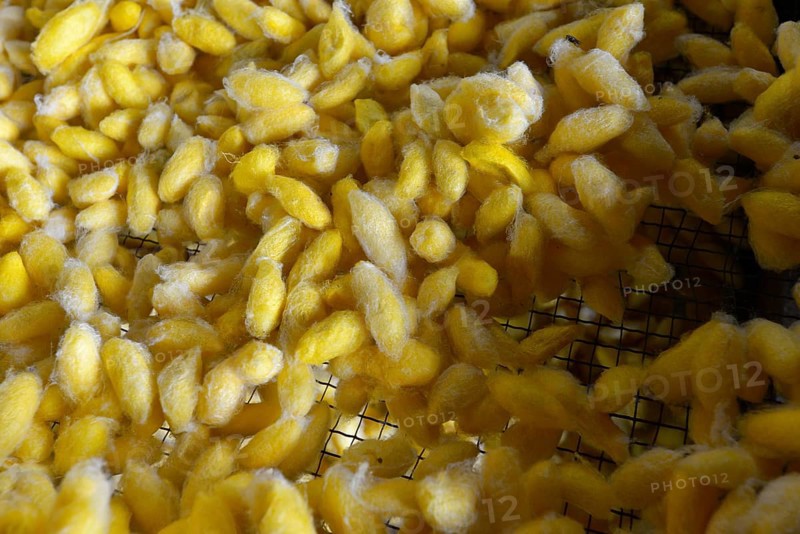 Yellow silk cocoons