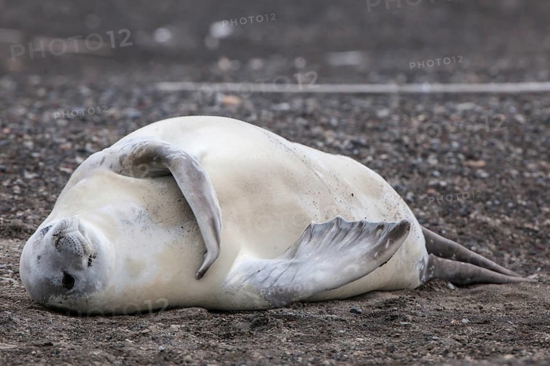 Crabeater Seal (Lobodon carcinophagus) resting on the beach