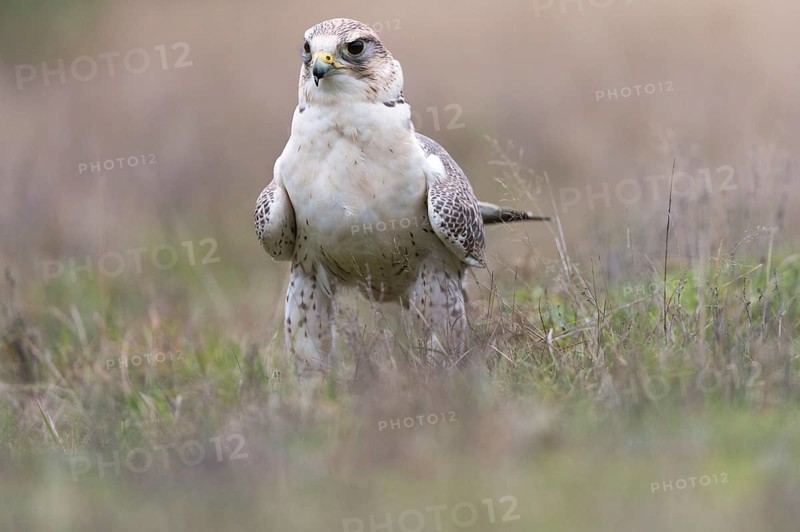 Saker Falcon (Falco cherrug)