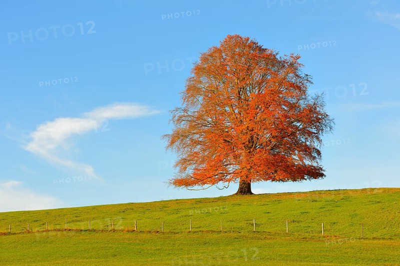 European Beech (Fagus sylvatica) in autumn