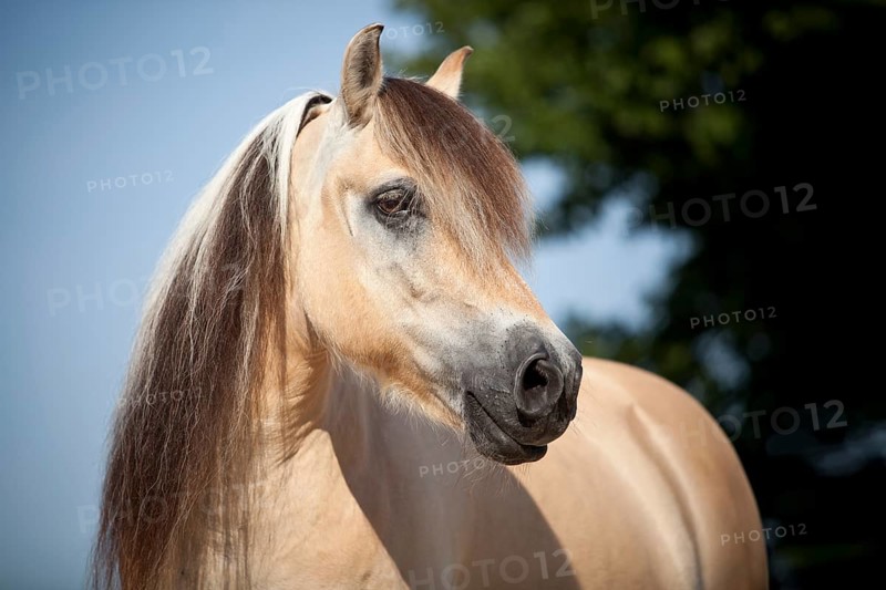 Norwegian Pony