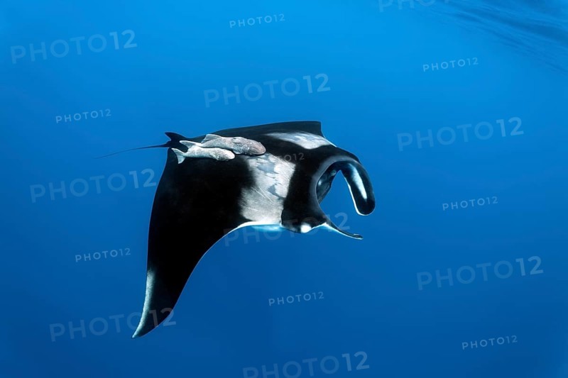 Reef manta ray (Manta alfredi)