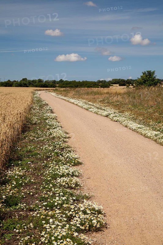 Chamomile growing along the edges of the coastal bicycle path