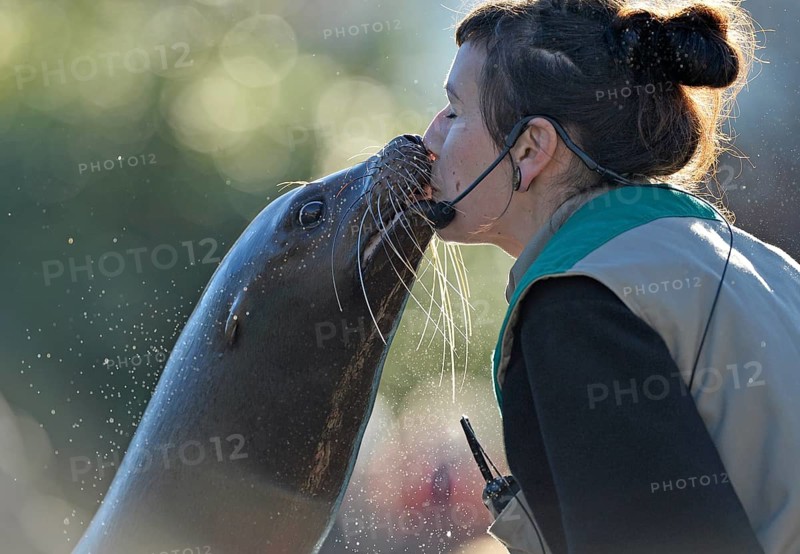 California Sea Lion (Zalophus californianus)