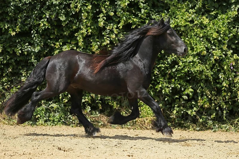 Fell Pony